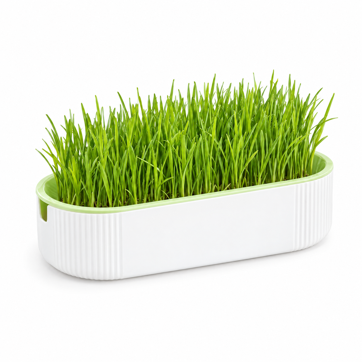 Le Jardin d'Oscar, bac hydroponique pour herbe à chat, sur fond blanc