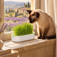 Chat siamois près du Jardin d'Oscar sur un rebord de fenêtre en pierre
