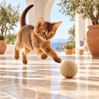 Chaton abyssin bondissant vers La Pelote dans une villa méditerranéenne